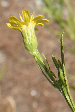 Dittrichia viscosa \ Klebriger Alant / Woody Fleabane, False Yellowhead, GR Euboea (Evia), Agia Anna 27.8.2017