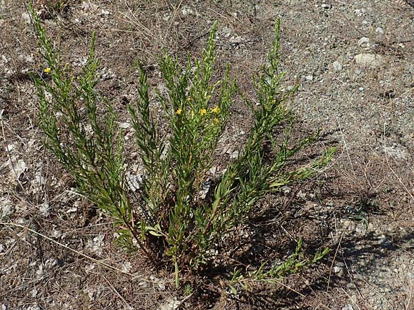 Dittrichia viscosa \ Klebriger Alant, GR Euboea (Evia), Agia Anna 27.8.2017