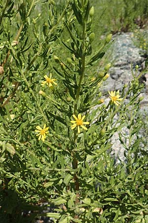 Dittrichia viscosa \ Klebriger Alant, GR Euboea (Evia), Agia Anna 27.8.2017