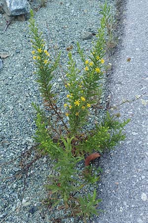 Dittrichia viscosa \ Klebriger Alant / Woody Fleabane, False Yellowhead, GR Euboea (Evia), Kerasia 27.8.2017