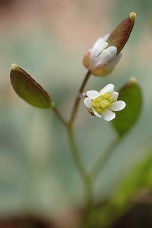 Draba verna agg. \ Frhlings-Hungerblmchen / Common Whitlowgrass, GR Hymettos 20.3.2019