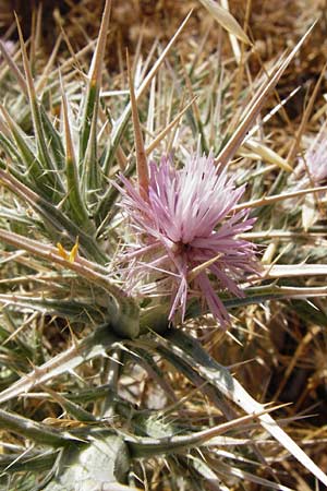Carthamus dentatus \ Gezhnte Frberdistel, GR Euboea (Evia), Marmari 27.8.2014