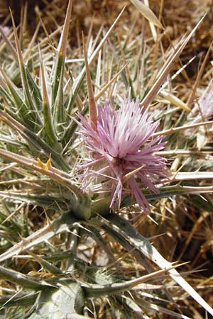 Carthamus dentatus \ Gezhnte Frberdistel / Toothed Thistle, GR Euboea (Evia), Marmari 27.8.2014