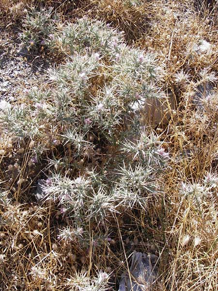 Carthamus dentatus \ Gezhnte Frberdistel / Toothed Thistle, GR Euboea (Evia), Marmari 27.8.2014