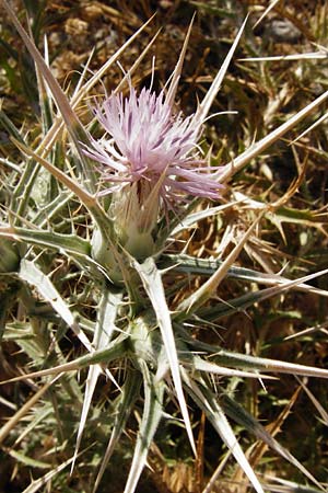 Carthamus dentatus \ Gezhnte Frberdistel / Toothed Thistle, GR Euboea (Evia), Marmari 27.8.2014