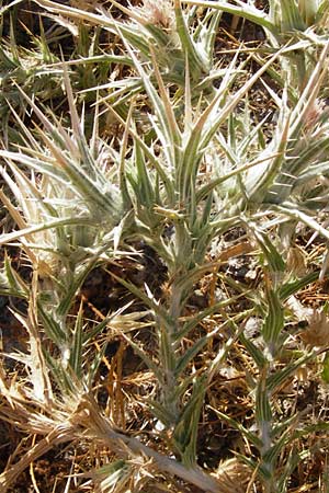 Carthamus dentatus \ Gezhnte Frberdistel / Toothed Thistle, GR Euboea (Evia), Marmari 27.8.2014