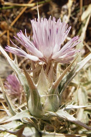 Carthamus dentatus \ Gezhnte Frberdistel / Toothed Thistle, GR Euboea (Evia), Marmari 27.8.2014