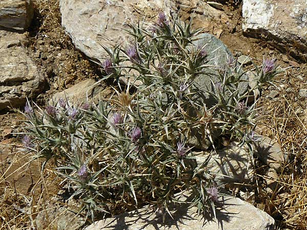 Carthamus dentatus \ Gezhnte Frberdistel / Toothed Thistle, GR Euboea (Evia), Karistos 30.8.2014