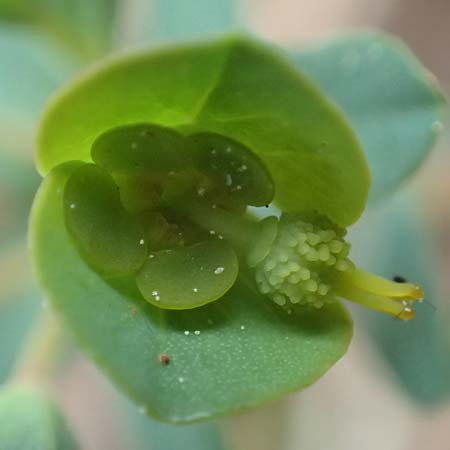 Euphorbia apios \ Wolfsmilch / Pear-Rooted Spurge, GR Hymettos 20.3.2019