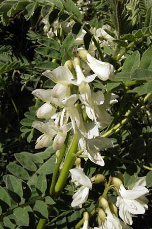 Astragalus lusitanicus subsp. orientalis \ Orientalischer Strauch-Tragant, GR Peloponnes, Andritsena 28.3.2013