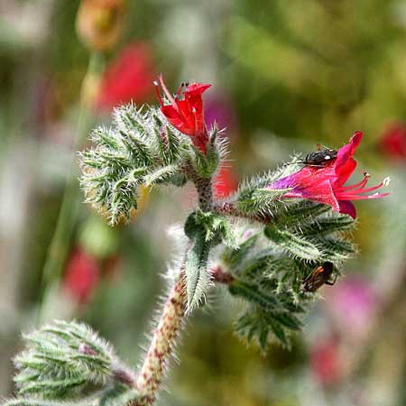 Echium angustifolium / Hispid Viper's Bugloss, GR Akrokorinth 24.4.2011 (Photo: Gisela Nikolopoulou)