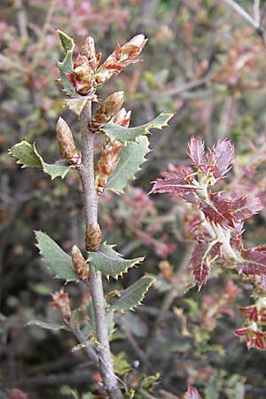 Quercus ithaburensis subsp. macrolepis \ Wallonen-Eiche, GR Dodoni 14.5.2008