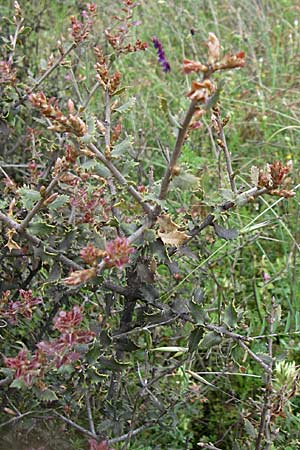 Quercus ithaburensis subsp. macrolepis / Valonian Oak, Tabor Oak, GR Dodoni 14.5.2008