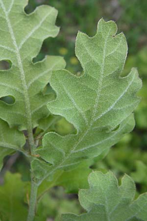 Quercus pubescens \ Flaum-Eiche / White Oak, GR Zagoria, Mikro Papingko 17.5.2008