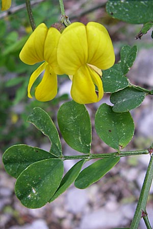 Hippocrepis emerus \ Strauchwicke / Scorpion Senna, GR Zagoria, Vikos - Schlucht / Gorge 15.5.2008