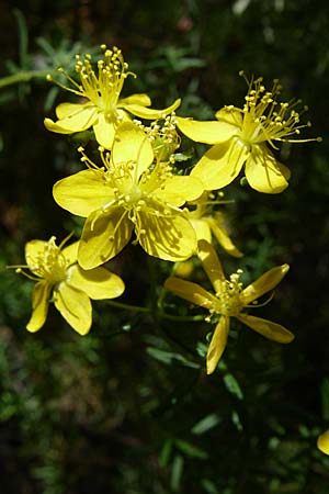 Hypericum empetrifolium \ Krhenbeerenblttriges Johanniskraut / Crowberry-Leaved St. John's-Wort, GR Hymettos 20.5.2008