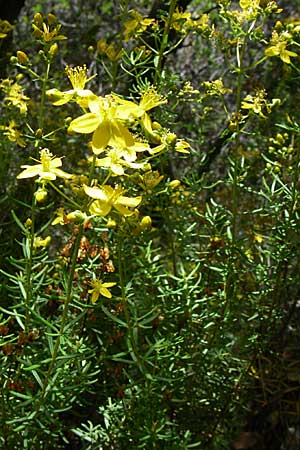 Hypericum empetrifolium \ Krhenbeerenblttriges Johanniskraut / Crowberry-Leaved St. John's-Wort, GR Hymettos 20.5.2008