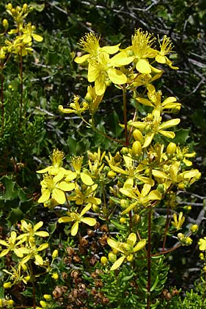 Hypericum empetrifolium \ Krhenbeerenblttriges Johanniskraut / Crowberry-Leaved St. John's-Wort, GR Hymettos 20.5.2008