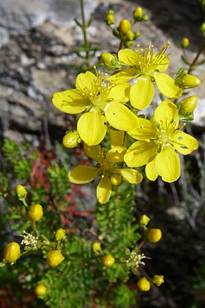 Hypericum empetrifolium \ Krhenbeerenblttriges Johanniskraut / Crowberry-Leaved St. John's-Wort, GR Hymettos 20.5.2008