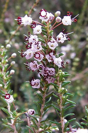 Erica manipuliflora \ Quirlblttrige Heide / Autumn-flowering Heath, GR Athen 6.9.2014