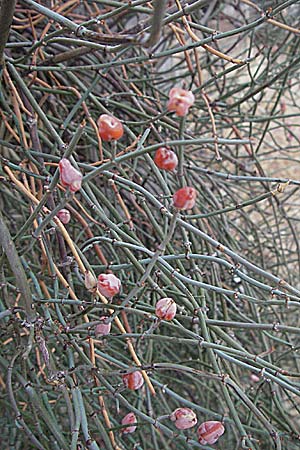 Ephedra distachya / Joint Pine, GR Nafplion 3.9.2007