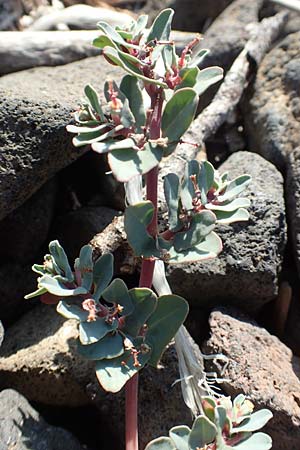 Chamaesyce peplis \ Sumpfquendel-Wolfsmilch / Purple Spurge, GR Euboea (Evia), Kavos 26.8.2017