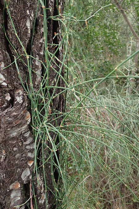 Ephedra foeminea \ Stinkendes Meertrubel, Krummstiel-Meertrubel / Leafless Joint Pine, GR Athen, Mount Egaleo 10.4.2019