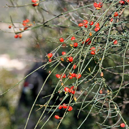 Ephedra foeminea \ Stinkendes Meertrubel, Krummstiel-Meertrubel / Leafless Joint Pine, GR Gerania - Gebirge/Mountains, Perachora 30.1.2013 (Photo: Gisela Nikolopoulou)