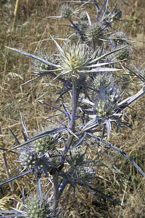 Eryngium amethystinum \ Stahlblaue Mannstreu, GR Katara Pass 27.8.2007