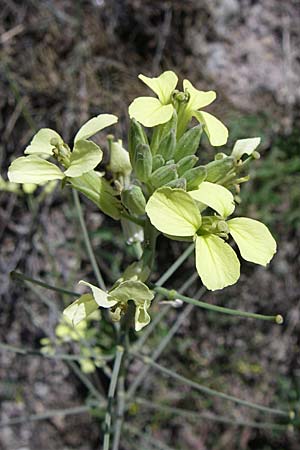 Erysimum graecum \ Griechischer Schterich / Greek Treacle Mustard, GR Parnitha 22.5.2008