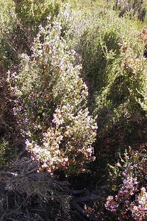 Erica manipuliflora \ Quirlblttrige Heide, GR Euboea (Evia), Karistos 28.8.2014