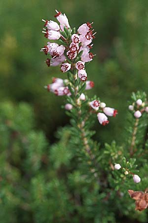 Erica manipuliflora \ Quirlblttrige Heide / Autumn-flowering Heath, GR Igoumenitsa 7.9.2007