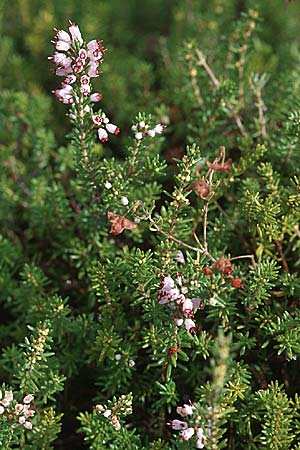 Erica manipuliflora \ Quirlblttrige Heide, GR Igoumenitsa 7.9.2007