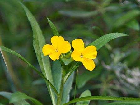 Erysimum corinthium \ Korinther Schterich / Corinth Treacle Mustard, GR Akrokorinth 21.12.2014 (Photo: Gisela Nikolopoulou)