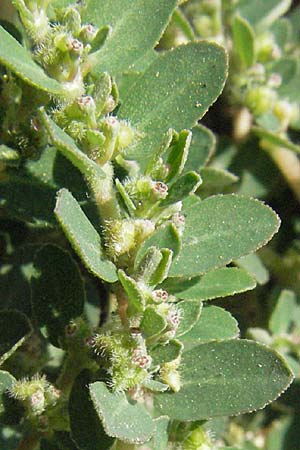 Chamaesyce prostrata \ Hingestreckte Wolfsmilch, GR Kalambaka 28.8.2007