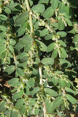 Chamaesyce prostrata \ Hingestreckte Wolfsmilch / Trailing Red Spurge, Prostrate Spurge, GR Kalambaka 28.8.2007