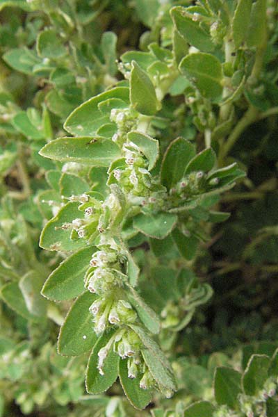 Chamaesyce prostrata / Trailing Red Spurge, Prostrate Spurge, GR Mykene 3.9.2007