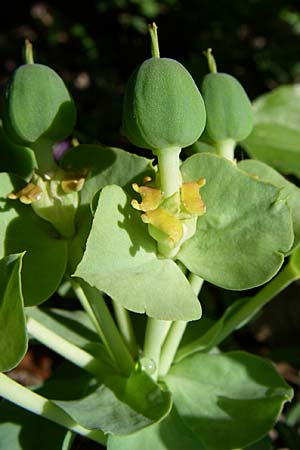 Euphorbia myrsinites \ Myrten-Wolfsmilch, Walzen-Wolfsmilch / Myrtle Spurge, GR Zagoria, Vikos - Schlucht / Gorge 15.5.2008