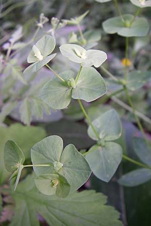 Euphorbia dulcis \ Se Wolfsmilch / Sweet Spurge, GR Zagoria, Vikos - Schlucht / Gorge 15.5.2008