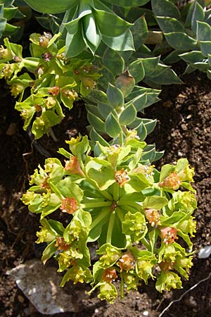 Euphorbia myrsinites \ Myrten-Wolfsmilch, Walzen-Wolfsmilch / Myrtle Spurge, GR Timfi 17.5.2008