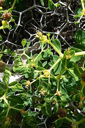 Euphorbia acanthothamnos \ Dornbusch-Wolfsmilch / Greek Spiny Spurge, GR Hymettos 20.5.2008