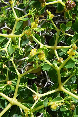 Euphorbia acanthothamnos \ Dornbusch-Wolfsmilch, GR Hymettos 20.5.2008