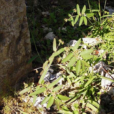 Chamaesyce nutans \ Nickende Wolfsmilch / Eyebane, Nodding Spurge, GR Athen 5.9.2014