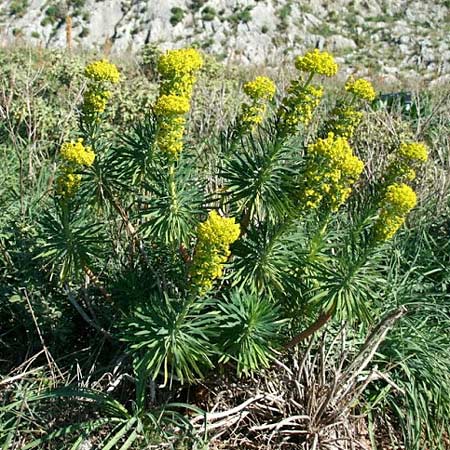 Euphorbia characias \ Palisaden-Wolfsmilch / Large Mediterranean Spurge, GR Akrokorinth 18.1.2011 (Photo: Gisela Nikolopoulou)