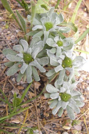 Filago pygmaea \ Zwerg-Edelwei / Pygmy Cudweed, GR Peloponnes, Monemvasia 31.3.2013