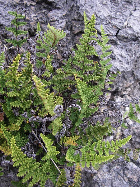 Oeosporangium pteridioides subsp. acrosticum \ Mauer-Pelzfarn, Mauer-Lippenfarn, GR Igoumenitsa 13.5.2008