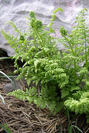 Cystopteris fragilis \ Zerbrechlicher Blasenfarn / Brittle Bladder Fern, GR Timfi 17.5.2008