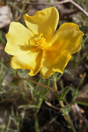 Fumana arabica \ Zwerg-Nadelrschen / Mediterranean Sun-Rose, GR Hymettos 2.4.2013