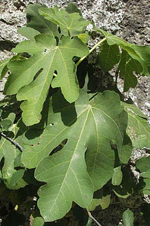 Ficus carica \ Feigenbaum / Fig, GR Parga 24.8.2007