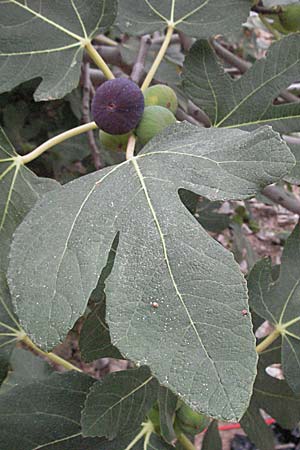 Ficus carica \ Feigenbaum / Fig, GR Nauplia/Nafplion 3.9.2007
